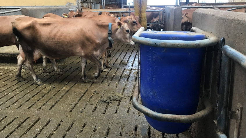 automatic water feeder for cows